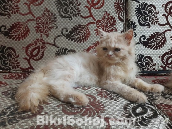 Pure Sami punchface female Persian cat